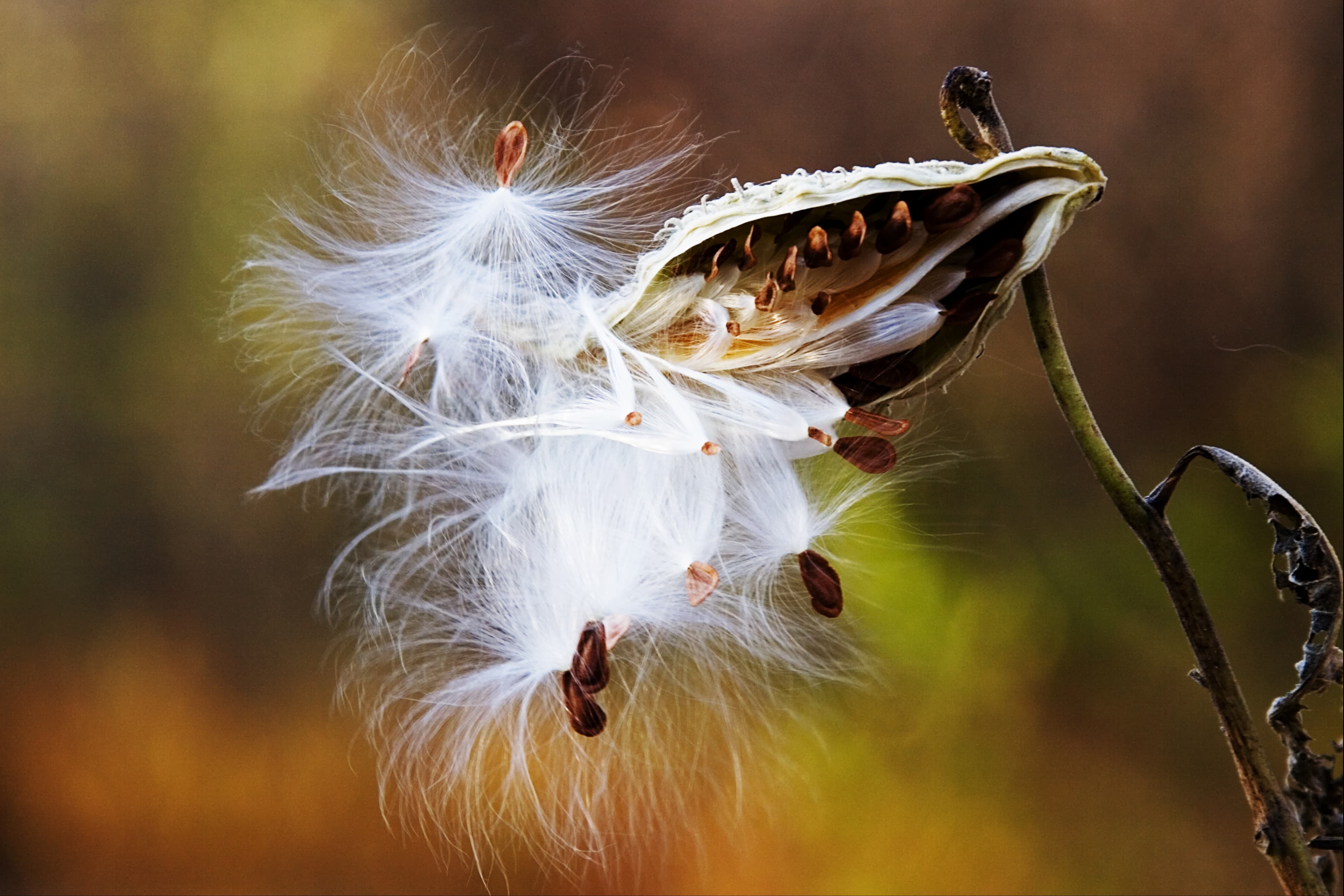 Framed Editions photography collection